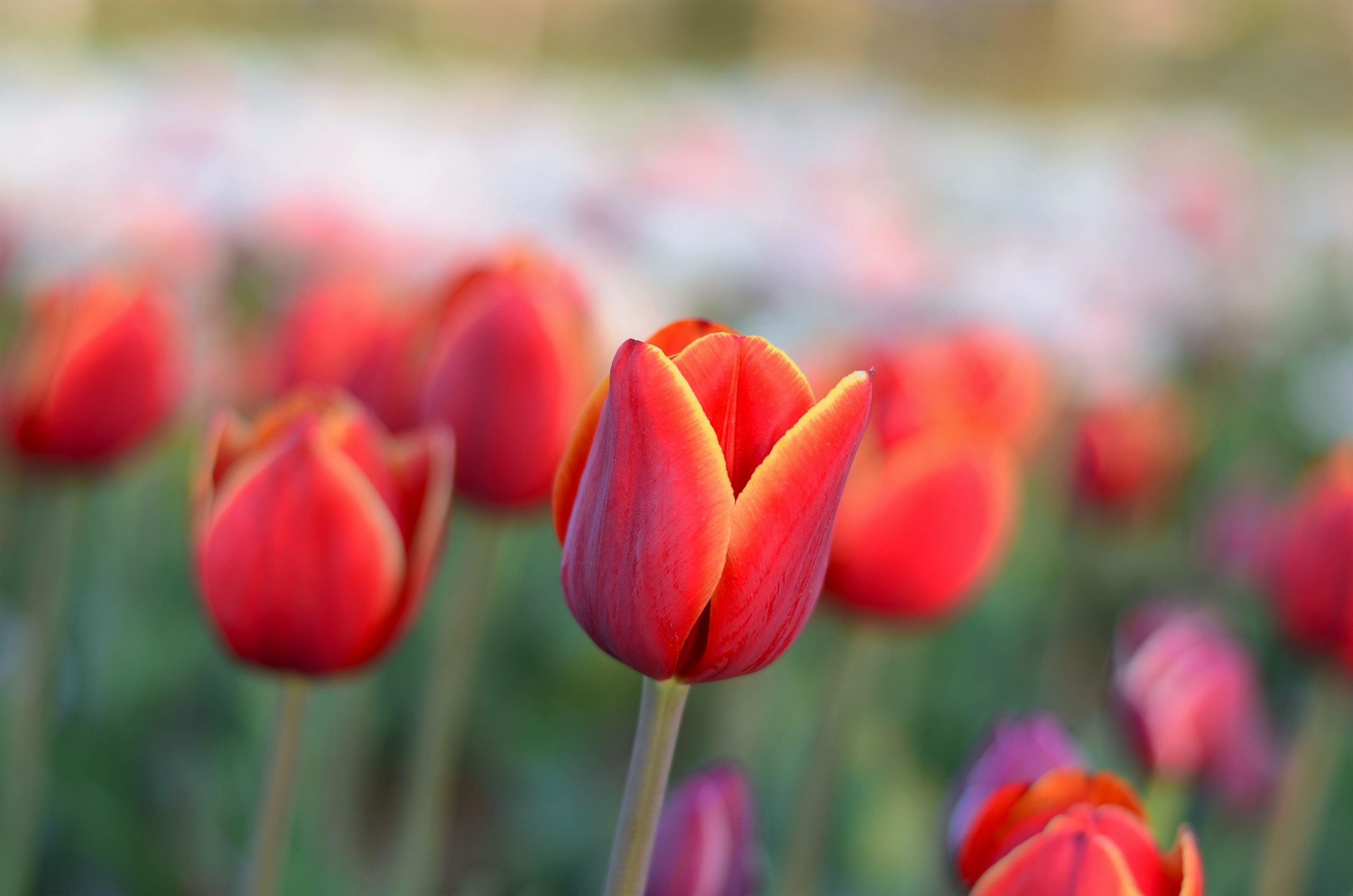 Fioritura Tulipani Parco Sigurtà